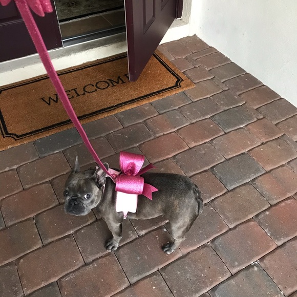 MOSHIQA Christian Cowan Pink Glitter Dog Harness - Picture 5 of 16
